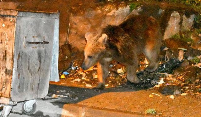 Kars'ta mahalleye inen bozayılar görüntülendi