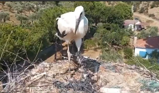 Doğadaki plastik atıklar yavru leylekleri de tehdit ediyor