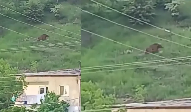 Gümüşhane Dağlarında Ayı Sürprizi: Gündüz Göründüler, Gece Kayboldular