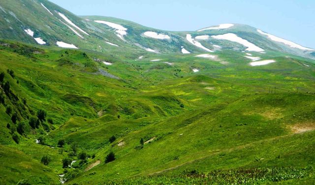 Ardahan’ın Posof İlçesinde Yayla Sezonu Başladı