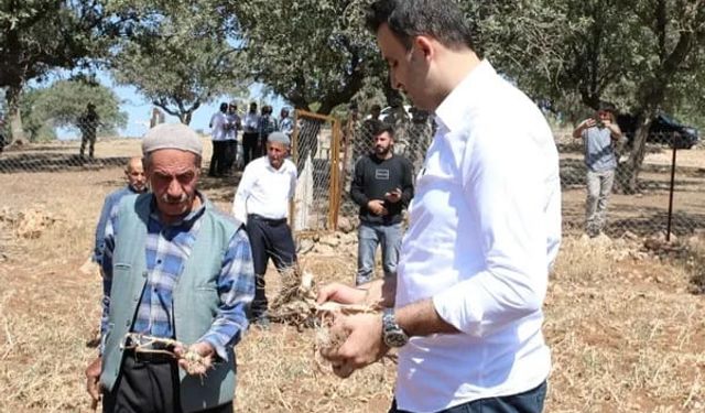 Hasankeyf'te tescilli sarımsağın hasadı yapıldı