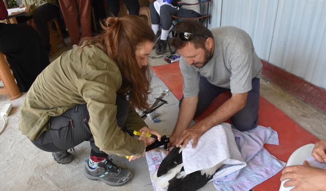 Sinop'ta 82 leylek yavrusu sağlık kontrolünden geçirilerek halkalandı
