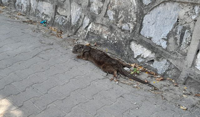 Yalova'da yaralı bulunan nesli tehlike altındaki su samuru tedaviye alındı
