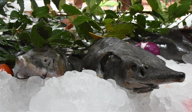Aşırı avlanma nedeniyle morina balıklarının boyutları yarı yarıya küçüldü