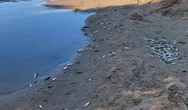Antalya Manavgat’ta Su Kanalında Yüzlerce Ölü Balık Bulundu