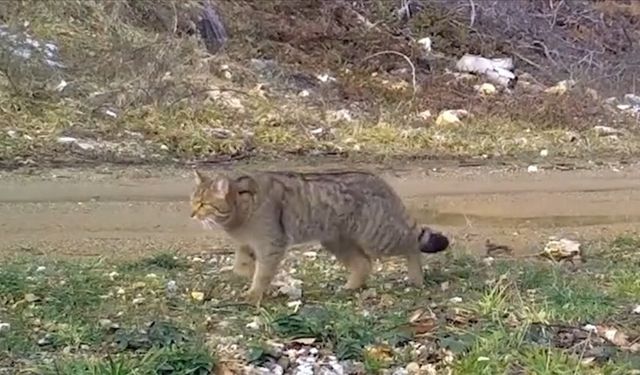 Bursa'da yaban kedisi fotokapanla görüntülendi