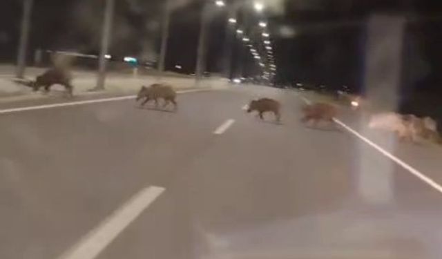 Kara yoluna çıkan yaban domuzları sürücülerin korkulu rüyası