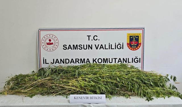 Samsun’da 5 bin 608 kök kenevir bitkisi ele geçirildi