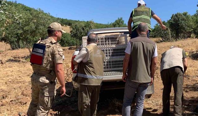 Elazığ’da kene ve zararlı böceklerle biyolojik mücadele çerçevesinde doğaya keklik salımı gerçekleşti