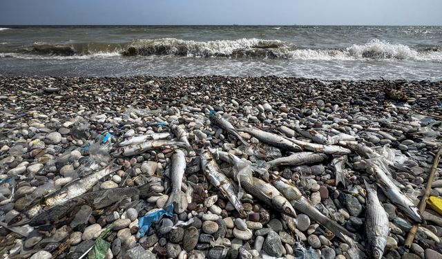 Mersin sahilinde ölü balıklar görülmesi üzerine inceleme başlatıldı