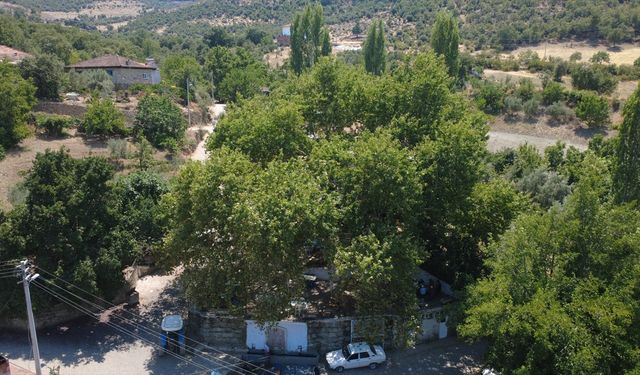 Manisa'da anıt ağaç altında odun ateşinde demlenen çay ilgi görüyor