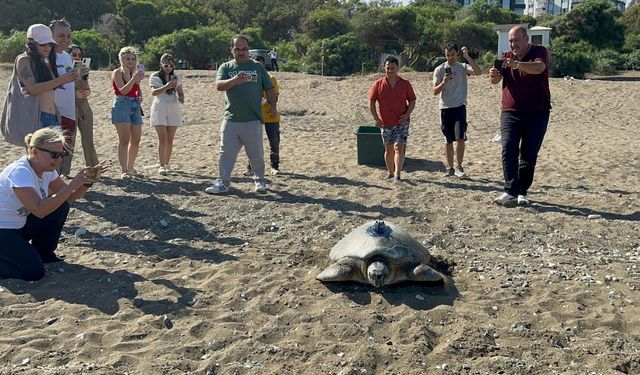 Mersin'de uydu takip cihazı takılan yeşil deniz kaplumbağası denize bırakıldı