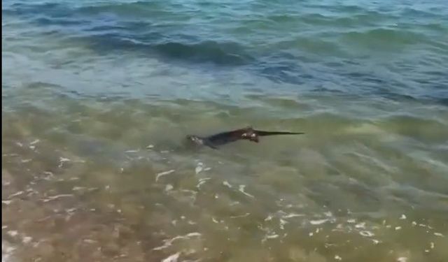 Su samurunun deniz keyfi, tatilciler tarafından görüntülendi