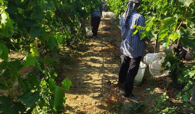 Sarıgöl’de üzüm hasadı başladı