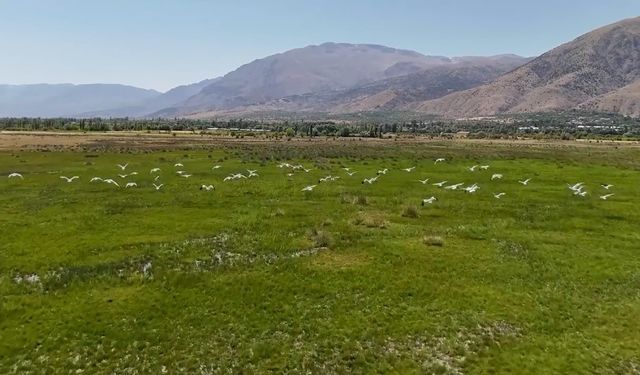 Afrika’dan göç eden leylek sürüsü Erzincan’da mola verdi