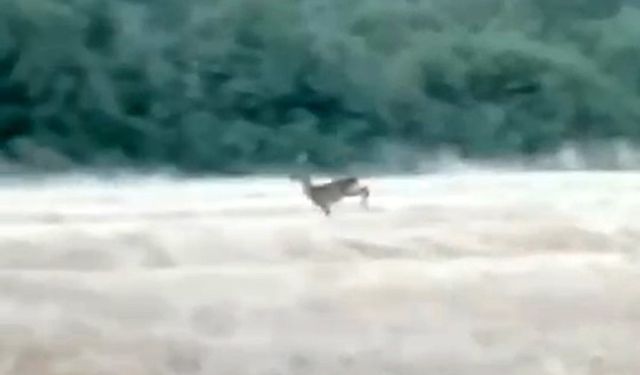Çanakkale’de alevler arasından kaçan karaca cep telefonu kamerasına yansıdı