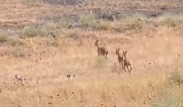 Elazığ’da dağ keçileri piknik alanlarına indi
