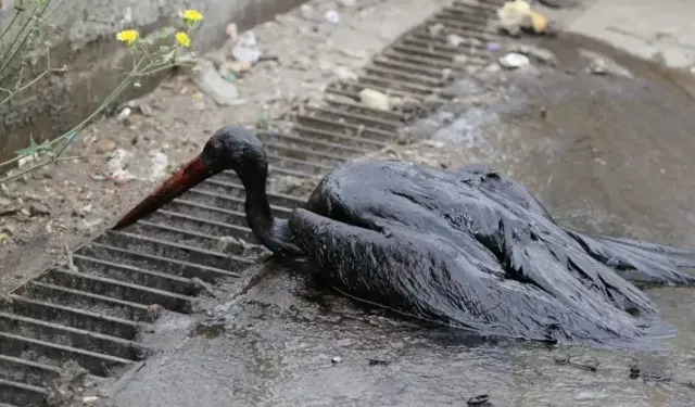 Balçığa saplanan leyleğin imdadına balıkçılar yetişti