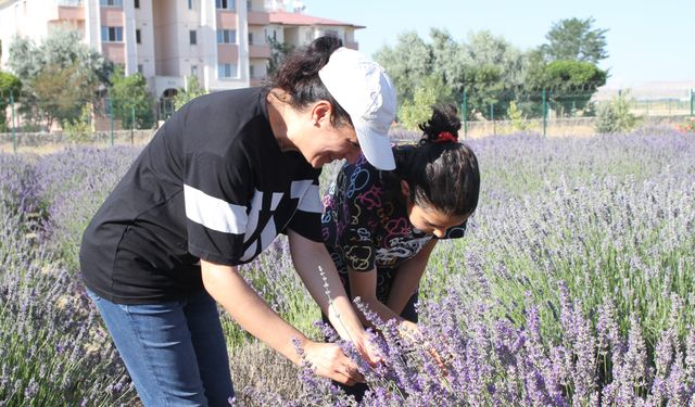 Van'da akademisyenlerin yetiştirdiği tıbbi ve aromatik bitkilerin hasadı yapıldı