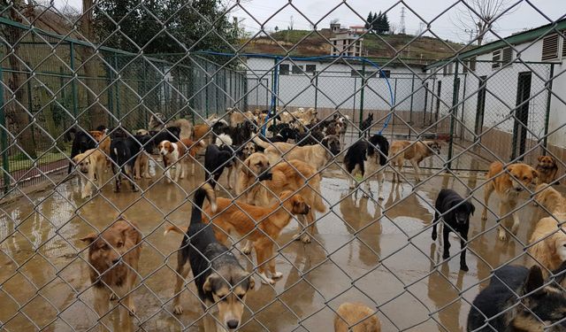 Hindistan'ın başkent bölgesindeki tüm sahipsiz köpekler barınaklara gönderilecek