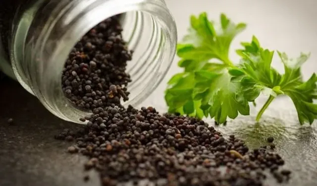 Hayıt Tohumu (Hayıt Otu) Nedir? Faydaları ve Kullanım Alanları