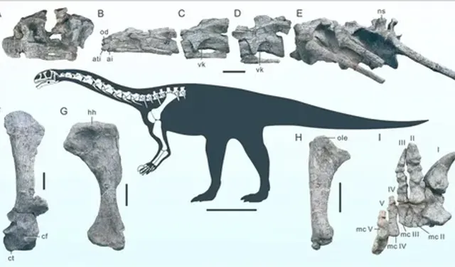 Çin'de yeni bir dinozor türüne ait fosil bulundu
