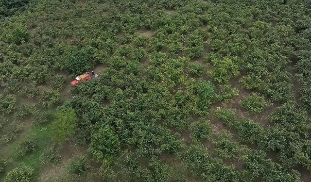 Hasat döneminde çocuklarda nefes borusuna fındık kaçma riski artıyor
