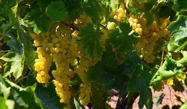 Manisa'da Sultani çekirdeksiz üzümde hasat ve kurutma mesaisi başladı