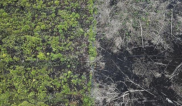 Bilim insanları, ormansızlaşmanın her yıl 28 bin kişinin ölümüne neden olduğunu belirledi
