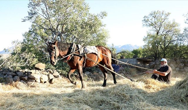"Düven sürme" geleneği Erciyes'in eteklerinde 3 arkadaş tarafından yaşatılıyor