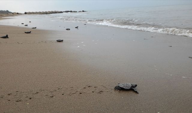 Kızılot Sahili’nde Mucizevi Yolculuk: 15 Binden Fazla Caretta Caretta Denize Ulaştı