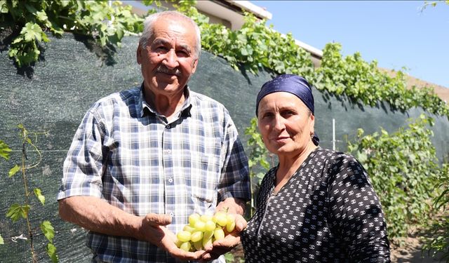 Ahıska Türkü çift, Ukrayna'dan getirdiği fidanlarla Erzincan'da 70 çeşit üzüm yetiştiriyor