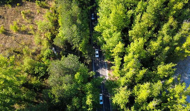 Safranbolu'nun "ağaç tüneli", misafirlerine yeşilin içinde yolculuk keyfi yaşatıyor