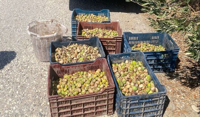 Jandarma’dan incir hırsızlarına suçüstü