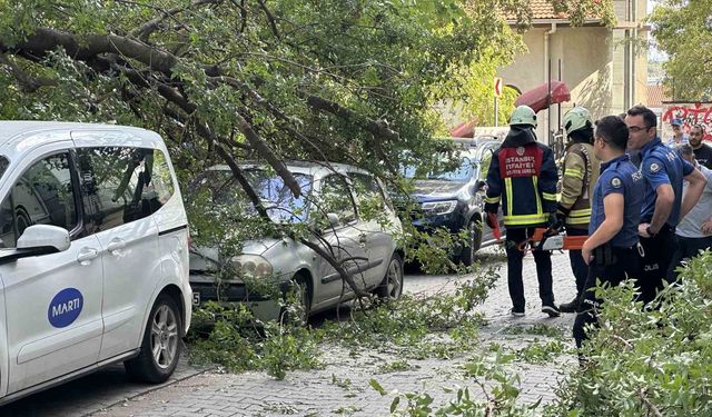 Kadıköy’de ağaç dalı iki otomobilin üzerine devrildi