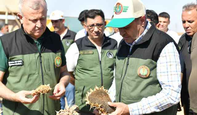 Türkiye'nin en büyük tarım işletmesinde ayçiçeği hasadı yapılıyor