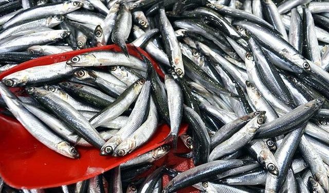 Türkiye hamsi ihracatından 8 ayda 9,9 milyon dolar kazandı