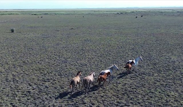 Kızılırmak Deltası Kuş Cenneti’nde yaklaşık 450 yılkı atı yaşıyor