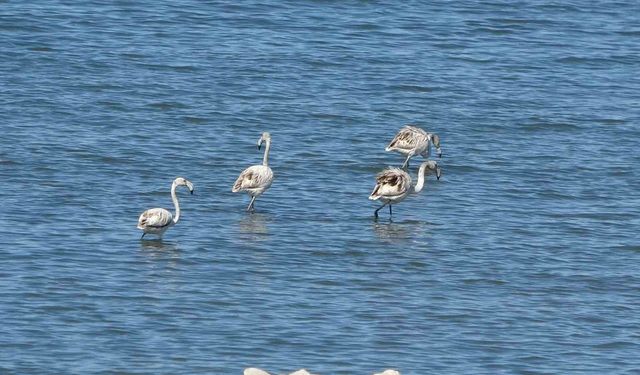 Flamingoların yeni gözdesi: İskele sahili