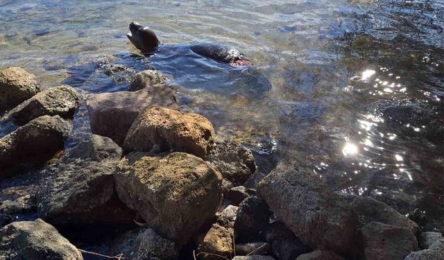 Yaralanan Akdeniz yavru keşiş foku öldü