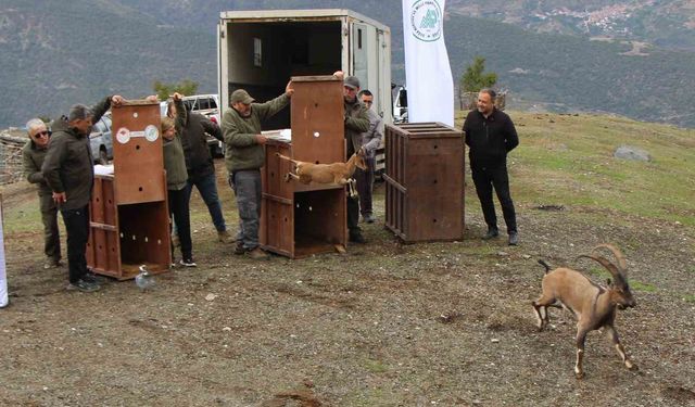 Mersin’de yakalanan 5 yaban keçisi Amasya’da doğaya salındı