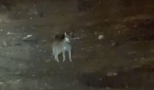 Kars'ın en şaşırtan misafiri: Kurt merkezde gezintiye çıktı