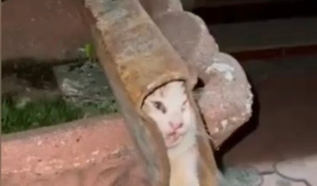 Demir profile sıkışan kediyi itfaiye ekipleri kurtardı