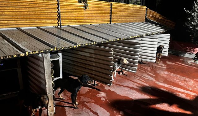 Hayvanlara kötü muamele sosyal medyayı ayağa kaldırdı