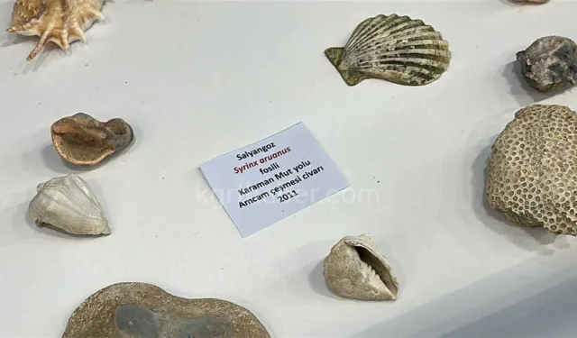 Ailesiyle birlikte topladığı 5 bine yakın fosille müze kurdu