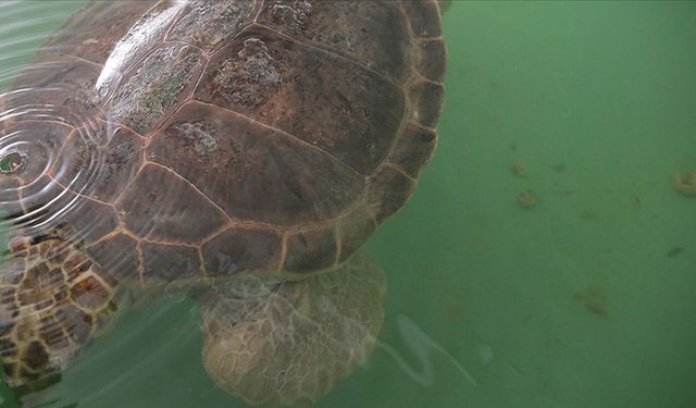 Caretta caretta "Tuba" ikinci dünya turunda 7 bin kilometre katetti