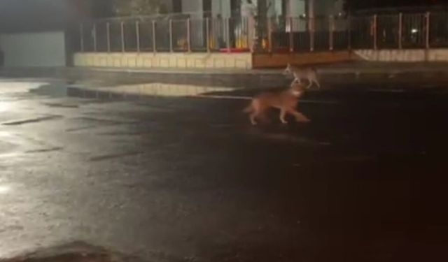 Kars'ta kurtlar şehir merkezine indi