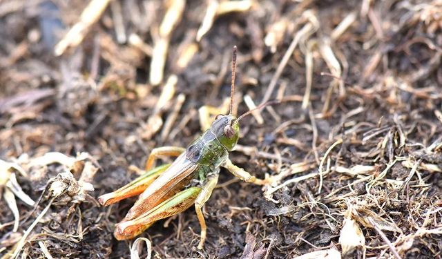 Bilim insanları yeni bir çekirge cinsi keşfetti