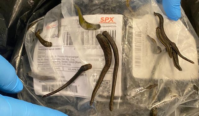 İstanbul Havalimanı’nda 5 bin adet tıbbi sülük ele geçirildi