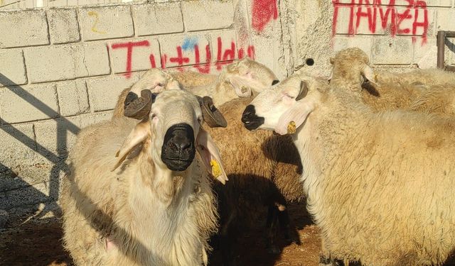 Yozgat'ta 2 aydır kapalı olan hayvan pazarı açıldı